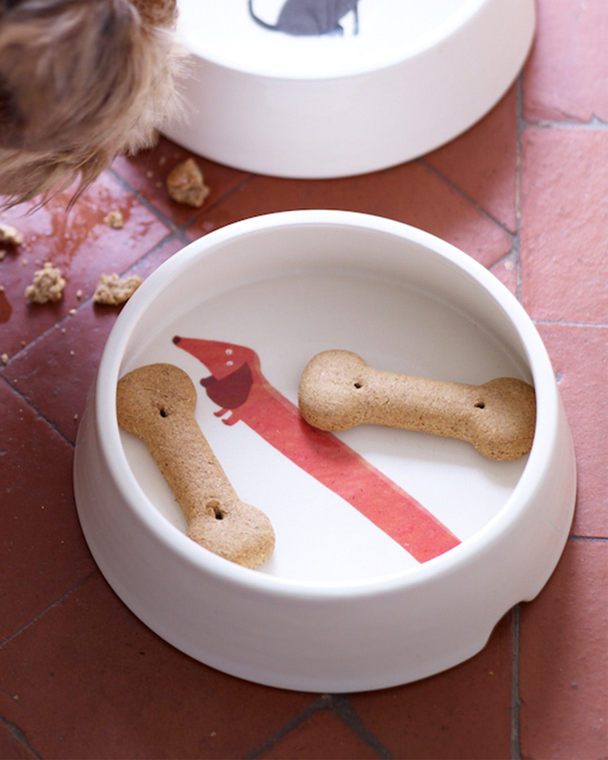 Dog Bowl